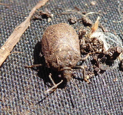 Podopini