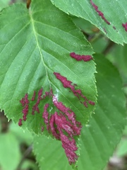 Acalitus longisetosus