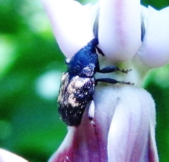 Glyptobaris lecontei