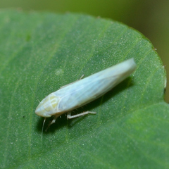 Dikraneura angustata