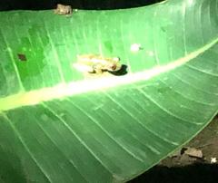 Espadarana prosoblepon