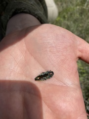 Buprestis confluenta