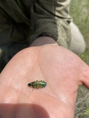 Buprestis confluenta
