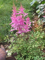 Astilbe japonica