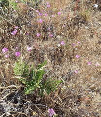 Clarkia lewisii