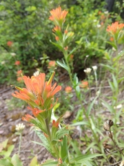 Castilleja hispida