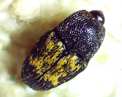 Glyptobaris lecontei