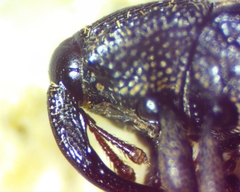 Glyptobaris lecontei