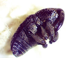 Glyptobaris lecontei