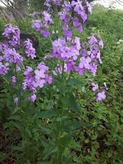 Hesperis pycnotricha