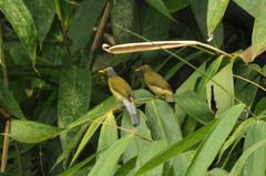 Brachypodius priocephalus