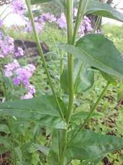 Hesperis pycnotricha