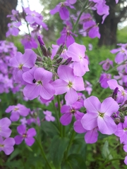 Hesperis pycnotricha