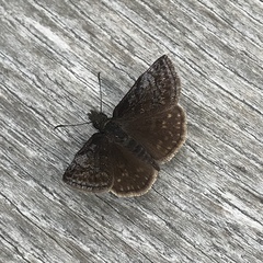 Erynnis icelus