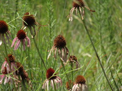 Echinacea pallida