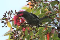 Anthochaera chrysoptera tasmanica