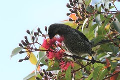 Anthochaera chrysoptera tasmanica