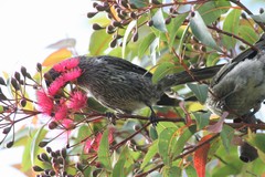 Anthochaera chrysoptera tasmanica