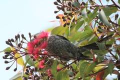 Anthochaera chrysoptera tasmanica