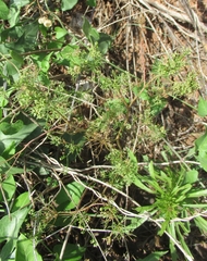 Spermolepis inermis