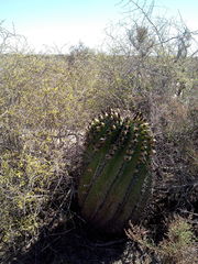 Ferocactus herrerae