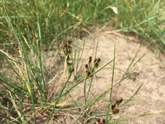 Juncus gerardi