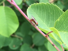 Athalia rosae