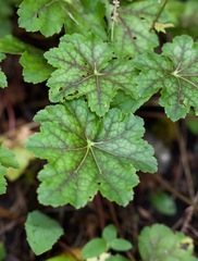 Heuchera longiflora