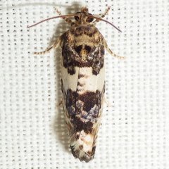 Pseudosciaphila duplex