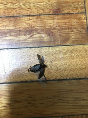 Coleoptera