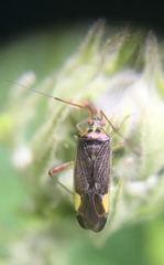 Closterotomus trivialis