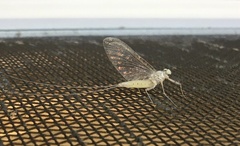 Maccaffertium modestum