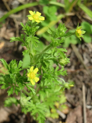 Carpet Cinquefoil