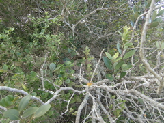 Pterocelastrus tricuspidatus