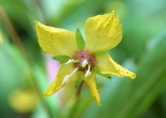 Lysimachia lanceolata