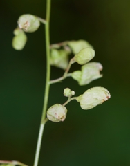 Heuchera longiflora