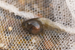 Pelobates vespertinus