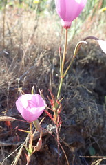 Clarkia lewisii