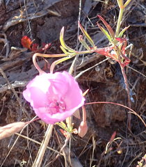 Clarkia lewisii