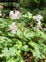 Geranium macrorrhizum