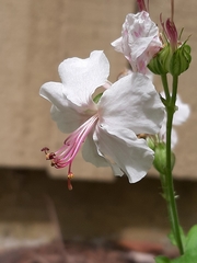 Geranium macrorrhizum