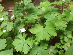 Geranium macrorrhizum