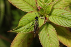 Tenthredo mesomela