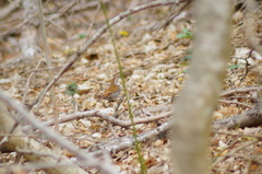 Thryophilus pleurostictus