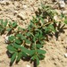 Euphorbia glyptosperma - Photo (c) Annika Lindqvist, algunos derechos reservados (CC BY), uploaded by Annika Lindqvist