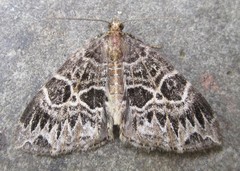 Ecliptopera silaceata