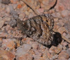 Oeneis chryxus chryxus