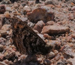 Oeneis chryxus chryxus