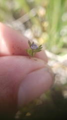 Veronica arvensis