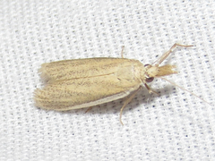 Bandera binotella